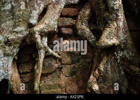 Wurzeln eines tropischen Baumes überwuchern eine Wand, Angkor, Kambodscha Stockfoto