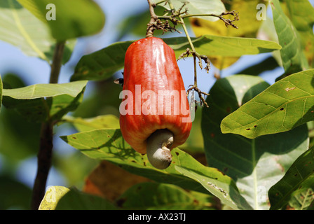 Roten Cashew-Frucht mit Cashew-Nuss (Anacardium Occidentale), Amazonas, Brasilien Stockfoto