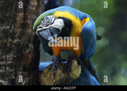 Blau-gelbe Ara (Ara Ararauna), Foz do Iguazu, Brasilien Stockfoto