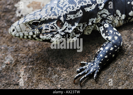 Argentinische Black und White Teju (Tupinambis Merianae), Iguazu Falls, Brasilien/Argentinien Stockfoto