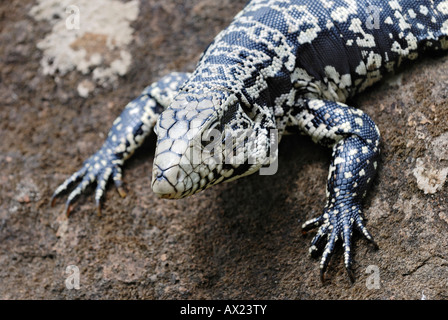 Argentinische Black und White Teju (Tupinambis Merianae), Iguazu Falls, Brasilien/Argentinien Stockfoto