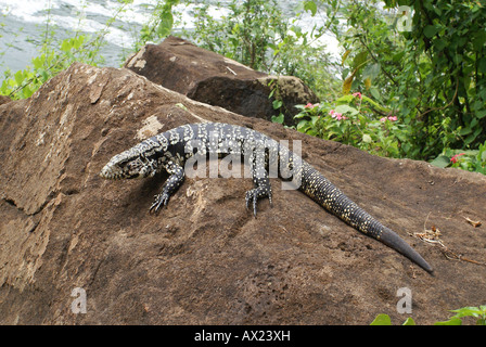 Argentinische Black und White Teju (Tupinambis Merianae), Iguazu Falls, Brasilien/Argentinien Stockfoto