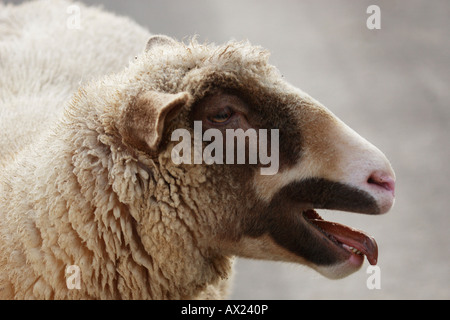 Schaf Kreuzung einen schwarzen Kopf und ein Merino Stockfoto