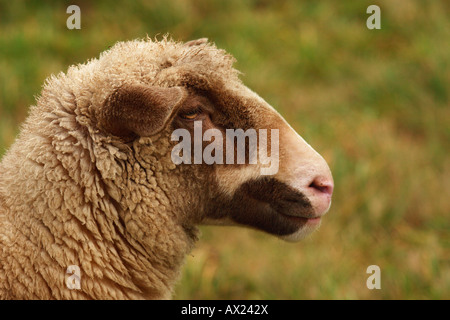 Schaf Kreuzung einen schwarzen Kopf und ein Merino Stockfoto