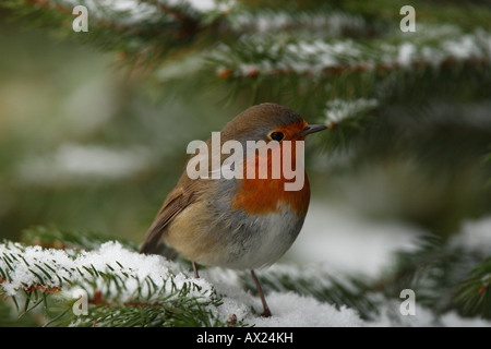 Robin (Erithacus Rubecula) Stockfoto