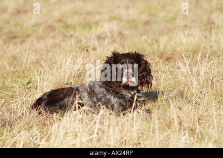 Deutsch Spaniel oder Deutscher Wachtelhund, Hunderasse Jagdhund Stockfoto