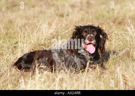 Deutsch Spaniel oder Deutscher Wachtelhund, Hunderasse Jagdhund Stockfoto