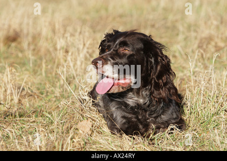 Deutsch Spaniel oder Deutscher Wachtelhund, Hunderasse Jagdhund Stockfoto