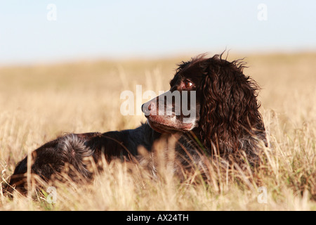 Deutsch Spaniel oder Deutscher Wachtelhund, Hunderasse Jagdhund Stockfoto