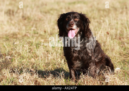 Deutsch Spaniel oder Deutscher Wachtelhund, Hunderasse Jagdhund Stockfoto