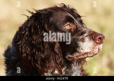 Deutsch Spaniel oder Deutscher Wachtelhund, Hunderasse Jagdhund Stockfoto