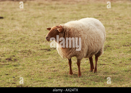 Coburger Fuchs-Schafe (Ovis Gmelini Aries), inländische Schafrasse Stockfoto