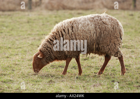 Coburger Fuchs-Schafe (Ovis Gmelini Aries), inländische Schafrasse Stockfoto