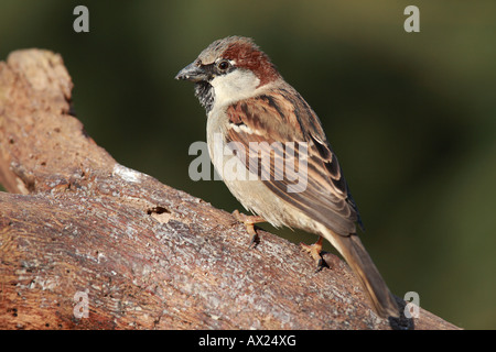 Haus- oder Englisch Spatz (Passer Domesticus) Stockfoto