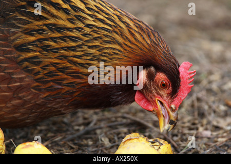 Haushuhn (Gallus Gallus) Stockfoto