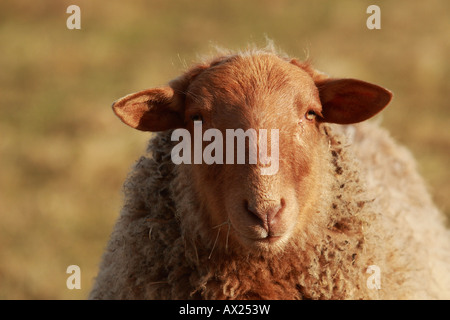 Coburger Fuchsschaf oder Coburg Fox Schafrasse (Ovis Gmelini Aries) Stockfoto