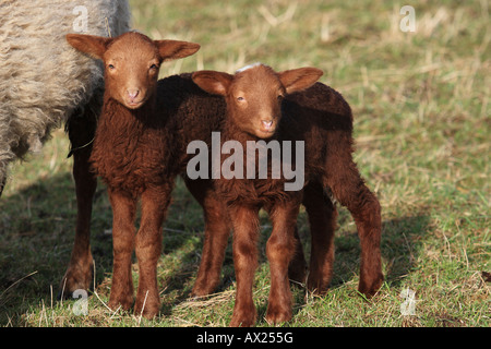 Coburger Fuchsschaf oder Coburg Fox Schafrasse (Ovis Gmelini Aries) Stockfoto