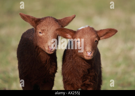 Coburger Fuchsschaf oder Coburg Fox Schafrasse (Ovis Gmelini Aries) Stockfoto