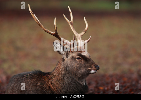 Sika Rotwild (Cervus Nippon) Stockfoto