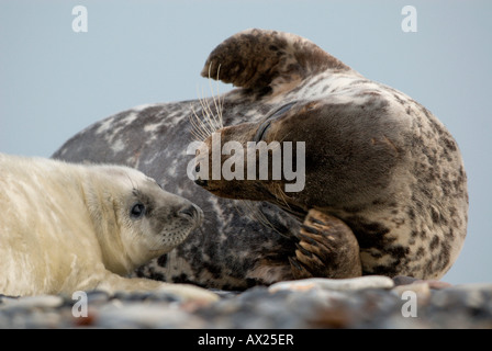 Atlantic Grey Seal (Halichoerus Grypus) Mutter mit Welpen, Insel Helgoland, Nordsee, Niedersachsen, Deutschland, Europa Stockfoto