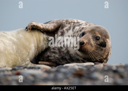 Atlantic Grey Seal (Halichoerus Grypus) Mutter mit Welpen, Insel Helgoland, Nordsee, Niedersachsen, Deutschland, Europa Stockfoto