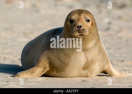 Young Atlantic Grey Seal (Halichoerus Grypus), Insel Helgoland, Nordsee, Niedersachsen, Deutschland, Europa Stockfoto