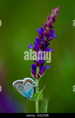 Gemeinsamen blauer Schmetterling (Polyommatus Icarus), Pamhagen, Burgenland, Österreich, Europa Stockfoto