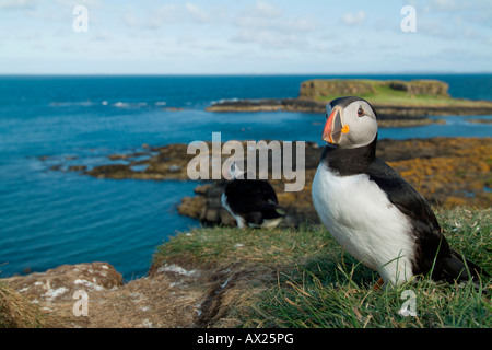 Papageitaucher (Fratercula Arctica) auf Lunga Insel, Treshnish Inseln, Schottland, UK, Europa Stockfoto