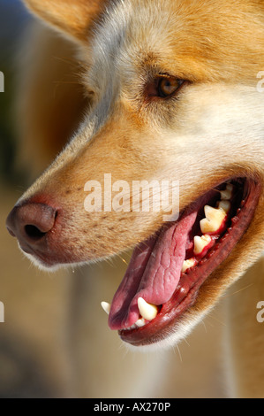 Grönlandhund bellen zeigt eine gut entwickelte Prothese Stockfoto