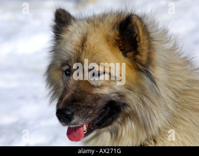 Alaskan Malamute, Hund Schlitten, Schlittenhunde Stockfoto
