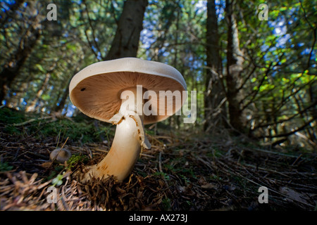 Agaricus campestris Stockfoto