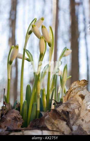 Frühling Schneeflocken (Leucojum Vernum) wächst in einem Auwald Stockfoto