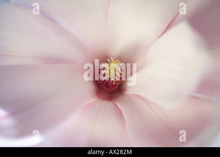 Magnolia Blumen hautnah Stockfoto