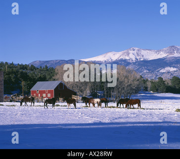 PFERDE GRASEN AUF SCHNEE BEDECKT WEIDE AUF RANCHO CABALLO COLORADO Stockfoto