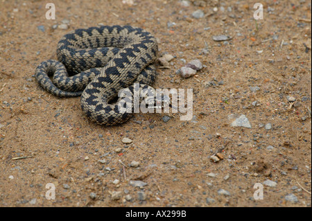 Addierer beduftung der Luft mit seiner Jacobson Orgel, im Moor, in Sussex, England Stockfoto