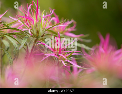 Rosa Blätter von Pieris 'Forest Flame' im Frühjahr Stockfoto