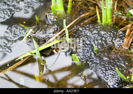 Gemeinsamen Frosch Frühling Zeit Frosch Spawn Schilf Wasser Teich. Bekannteste unsere Amphibien und am ehesten anzutreffen. Stockfoto