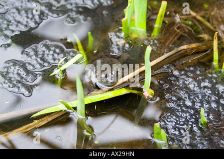 Gemeinsamen Frosch Frühling Zeit Frosch Spawn Schilf Wasser Teich. Bekannteste unsere Amphibien und am ehesten anzutreffen. Stockfoto