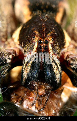 Tropischen Wolfspinne (Familie Ctenidae) Fütterung Stockfoto