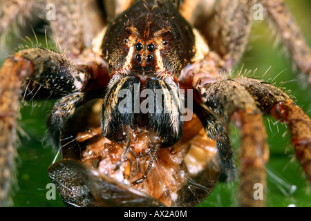 Tropischen Wolfspinne (Familie Ctenidae) Fütterung Stockfoto