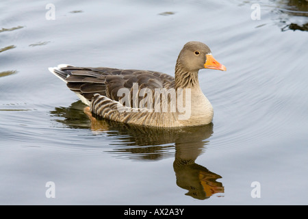 Die Graugans ist die Art, von denen meisten Hof Gänse gezüchtet wurden. Stockfoto