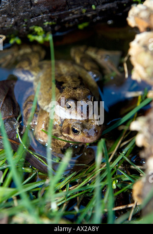 Paarung Frösche im Frühjahr in einem Gartenteich Stockfoto