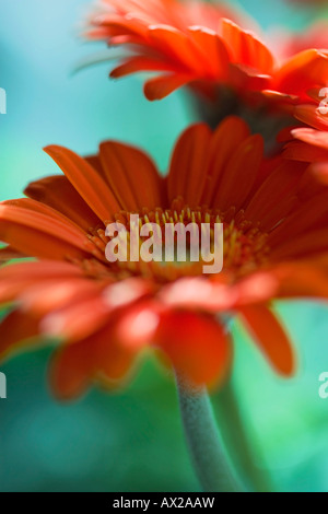 Orange Gerbera Blumen Stockfoto