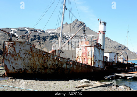 verrostet Walfangschiff in South Georgia Island Stockfoto