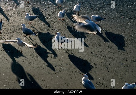 Möwen am Strand Stockfoto