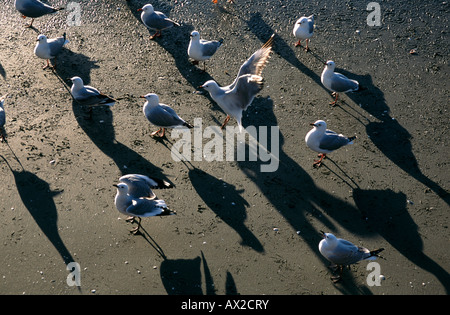 Möwen am Strand Stockfoto