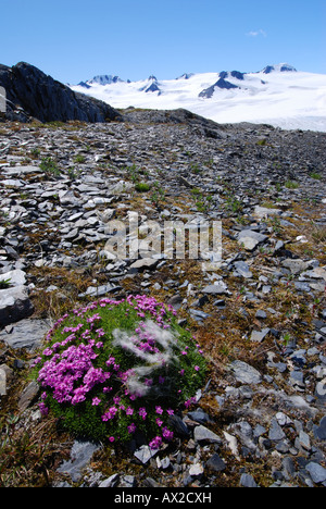 Moss Campion Blumen und Harding Icefield Kenai Mountains Kenai Fjords Nationalpark Alaska Stockfoto