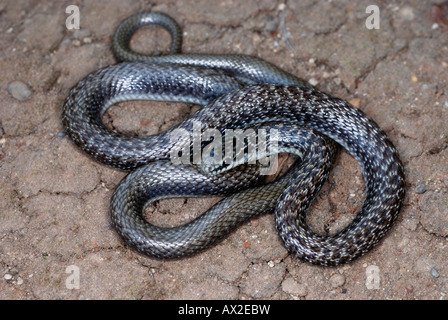 Indische glatte Schlange coronella Brachyura. Nicht giftige selten. kleine schlanke Schlange, die in der Regel nur auf 60-70 cm in der Länge wächst. Stockfoto