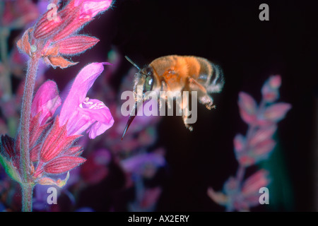 Biene, Anthophora sp. Während des Fluges in der Nähe von Blumen mit Zunge verlängert Stockfoto