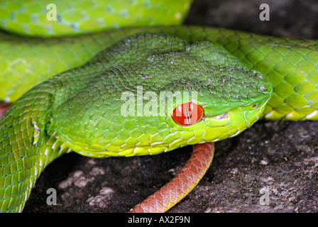 Des Papstes Grubenotter, Trimeresurus Popeiorum, ist in der Regel in der Nacht oberhalb einer Höhe von 800 Metern anzutreffen. Stockfoto